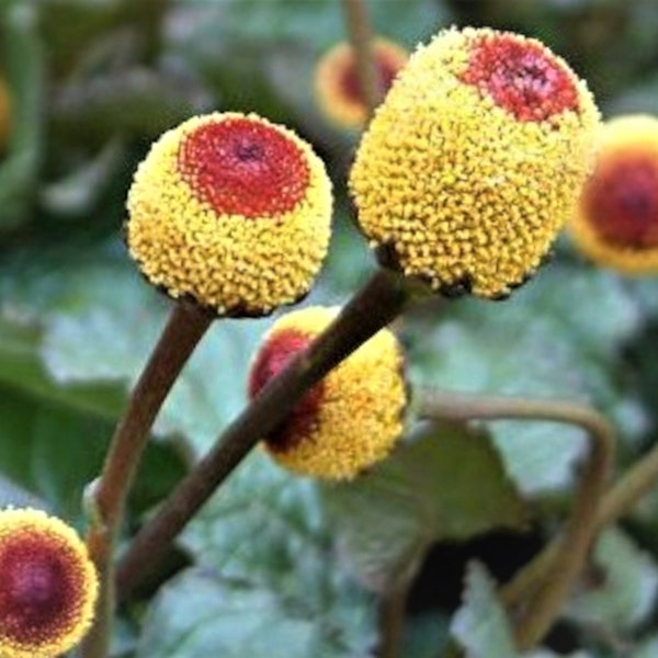 Toothache Plant Seeds - Paracress - Non-GMO - Heirloom - Buzz Buttons - Electric Daisy - Eyeball Plant - Peek-A-Boo - Spilanthes Oleracea