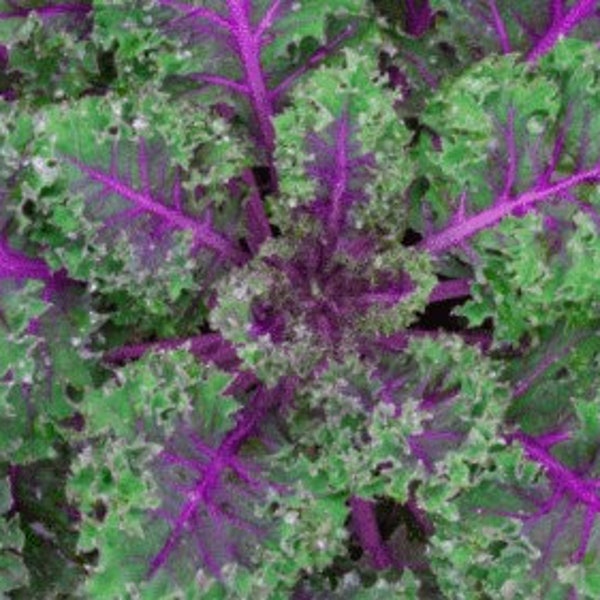 Red Russian Kale Seeds - Non-GMO - Heirloom Variety - Ragged Jack Kale - One Of Our Favorites!