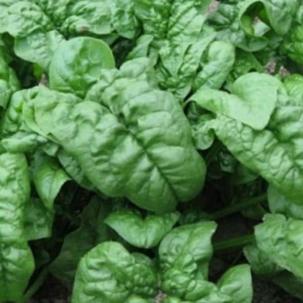 Giant Noble Spinach Seeds - Non-GMO - Heirloom - Beautiful Large Leaf Spinach - Extremely Healthy!