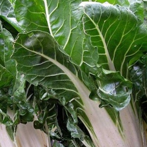 Fordhook Giant Swiss Chard Seeds - Non-GMO - Heirloom - Grows Up To 2 Feet Tall!