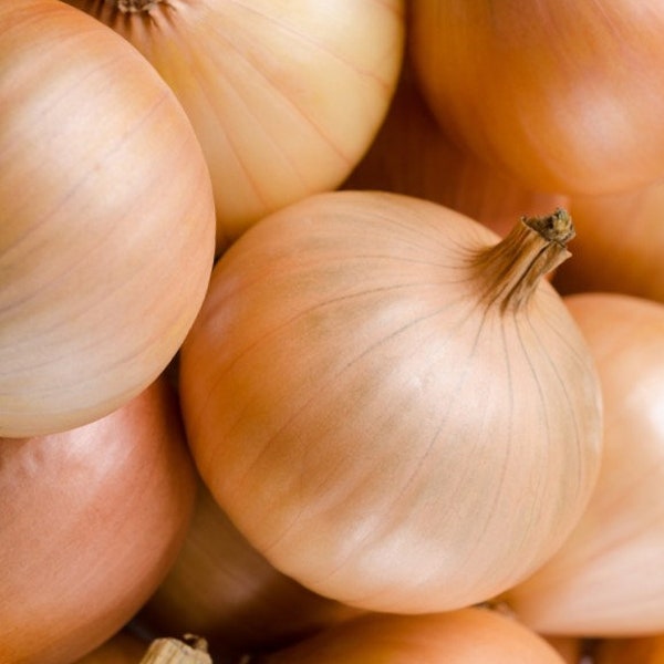 Candy Onion Seeds - Non-GMO - Heirloom - Exceptionally Sweet!