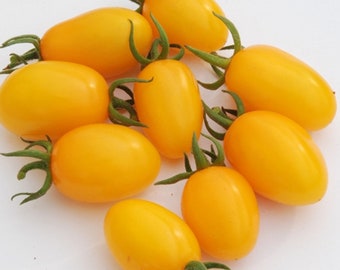 Honey Drop Tomato Seeds - Heirloom - Organic - Indeterminate Variety - Non-GMO - The Cake Of Cherry Tomatoes! Exceptionally Sweet!