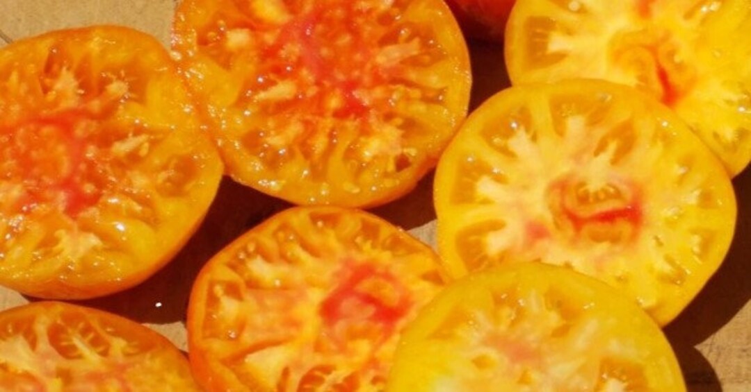 Hillbilly Tomato Seeds Heirloom Nongmo Indeterminate Super Sweet Low