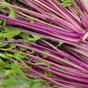 Beni Houshi Mizuna Seeds - Non-GMO - Unique Culinary Green! Very Tasty and Healthy Antioxidant!