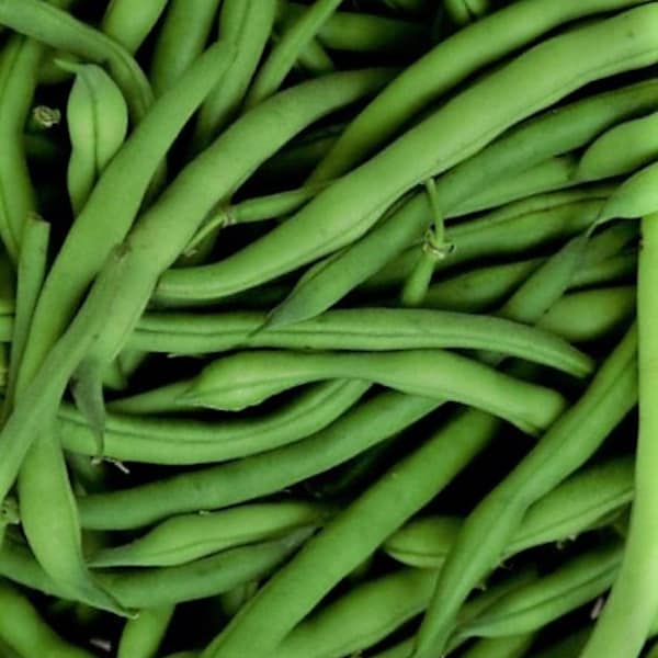 Jade Green Bean Seeds - Non-GMO - Heirloom - Excellent Size And Flavor!