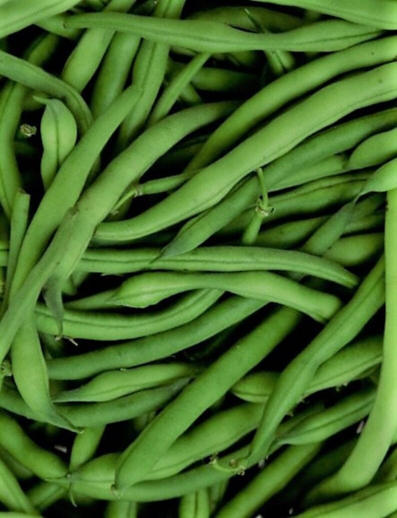 Jade Green Bean Seeds Nongmo Heirloom Excellent Size and Flavor Etsy