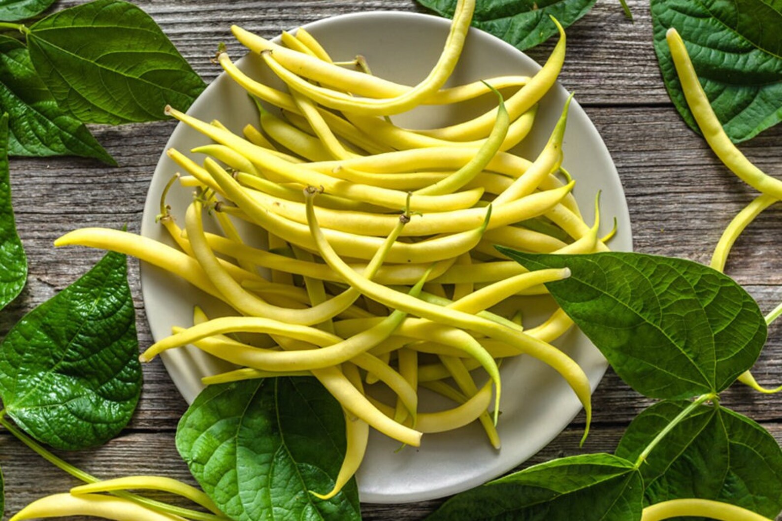 Top Notch Golden Wax Bush Bean Seeds Organic & Nongmo Etsy