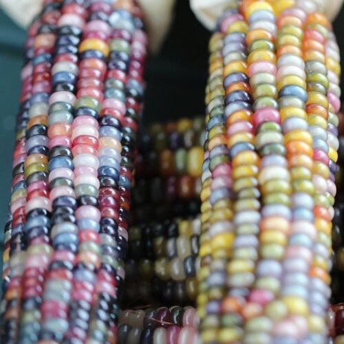 Glass Gem Popcorn Corn Seeds Non Gmo Gem Corn Decorative Etsy
