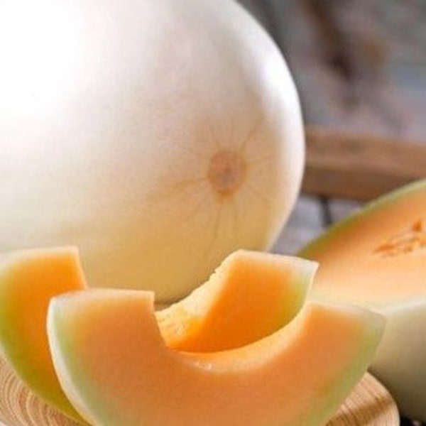 Honeyloupe Melon Seeds - Orange Flesh Honeydew - Non-GMO - Heirloom - Cucumis Melo