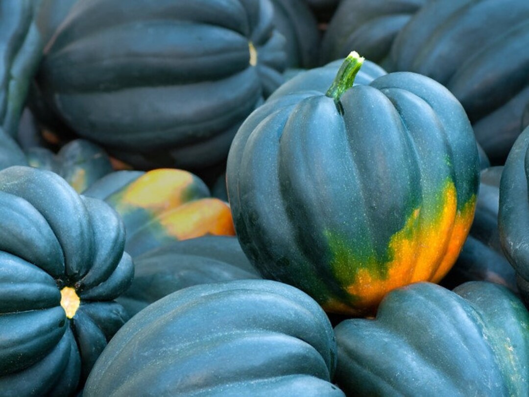Table Queen Acorn Winter Squash Seeds Heirloom Nongmo Great for Soups