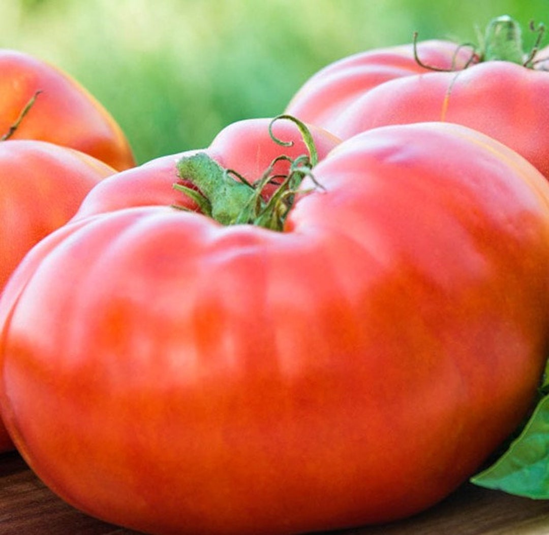 close up of brandywine red tomato.