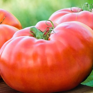 Brandywine Red Tomato Seeds - Organic - Heirloom - Indeterminate Variety - Non-GMO - Up To 2lb. Tomatoes!