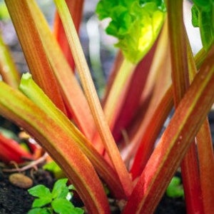 Victoria Rhubarb Seeds - Non-GMO - Heirloom