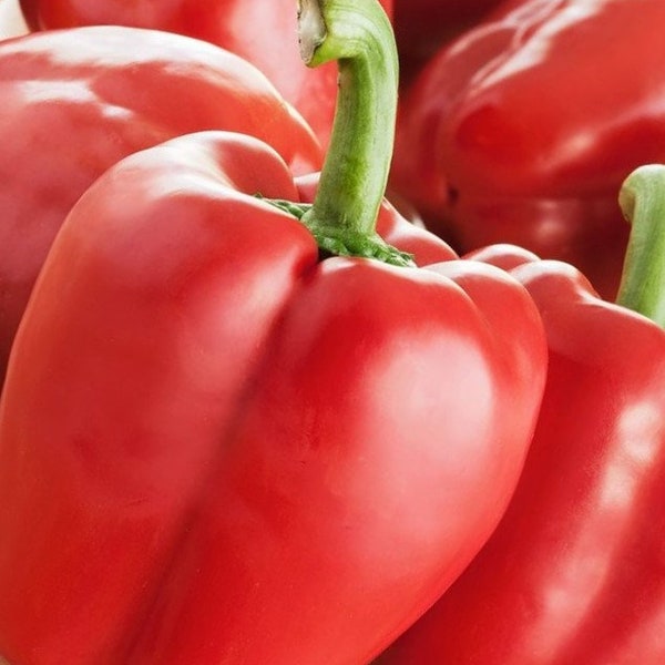 Sweet Big Red Bell Pepper Seeds - Non-GMO - Heirloom - Sweet, Fresh, Thick, Red Peppers!