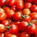 see more listings in the Tomatoes section