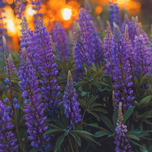 Sundial Lupine Flower Seeds - Non-GMO - Wild Perennial Lupine - Wild Lupine - Lupinus Perennis - Butterflies Love This Flower!