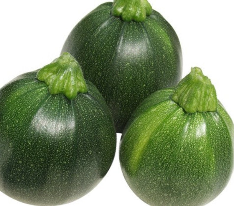 Round Zucchini Eight Ball Summer Squash Seeds Nongmo Will Etsy