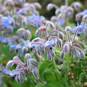 Borage Herb Seeds - Non-GMO - Heirloom - Culinary Borage Garden Herb