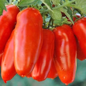 San Marzano Tomato Seeds - Heirloom Tomato - Indeterminate Tomato - Non-GMO - Paste Tomato - Vegetable Seeds