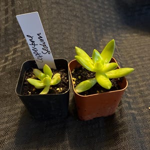 Suckulentväxt Coppertone Sedum – levande växt i kruka (5 cm kruka)