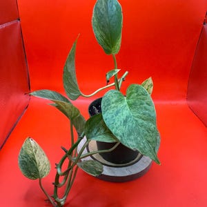 Pothos Snow Queen