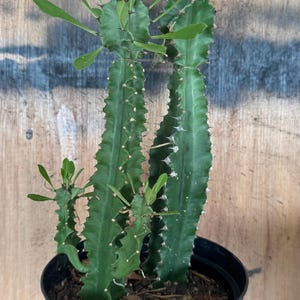 Euphorbia Trigonia green