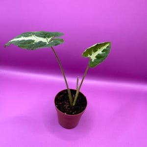 Syngonium Wendlandii (starter)