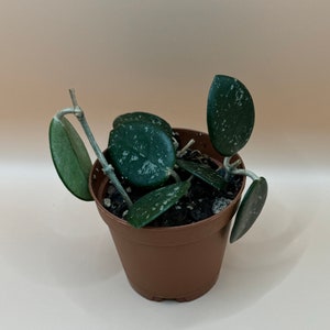 Hoya Matilde Rooted Plant
