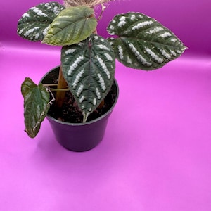 Cissus Discolor