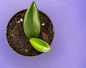 Raphidophora Decursiva Plant