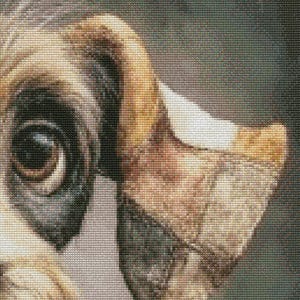 May include: Close-up of a cross-stitch portrait of a dog's eye and ear. The eye is dark brown with a black patch around it. The ear is tan, brown, and white, with a textured appearance.