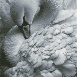 May include: Black and white image of a swan, its head nestled among its feathers. The swan's plumage is detailed, with individual feathers visible. The image is a digital art piece, possibly a cross-stitch pattern, with a PDF icon and a QR code.