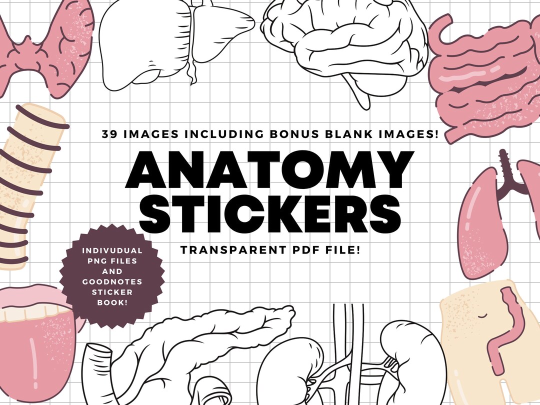 Anatomy Sticker Pack Book Goodnotes Etsy