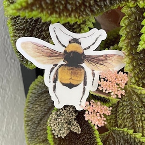 American Bumble Bee (Bombus pensylvanicus) Clear Waterproof Vinyl Sticker