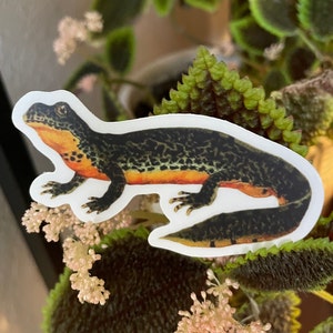 Alpine Newt (Ichthyosaura alpestris) Salamander Clear Waterproof Vinyl Sticker