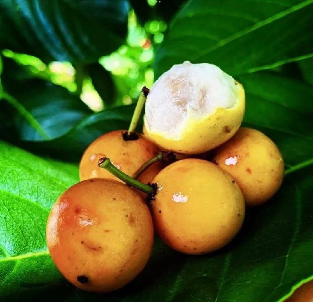 Lemon Drop Mangosteen Tree Garcinia Intermedia Live Fruit Etsy