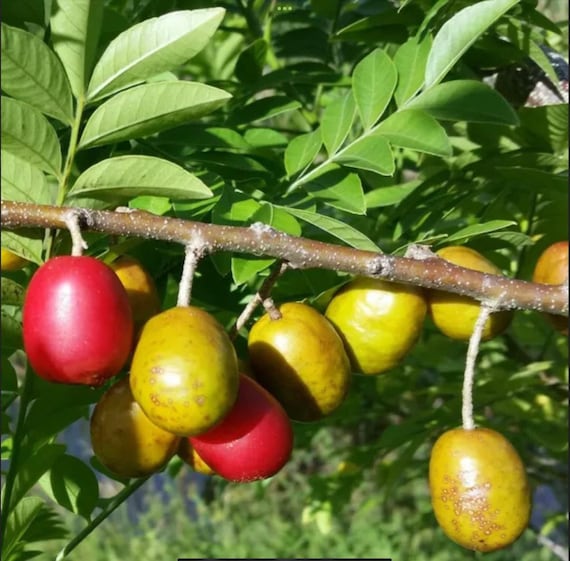 Jocote ciruela española Spondiaspurpurea árbol frutal de | Etsy España