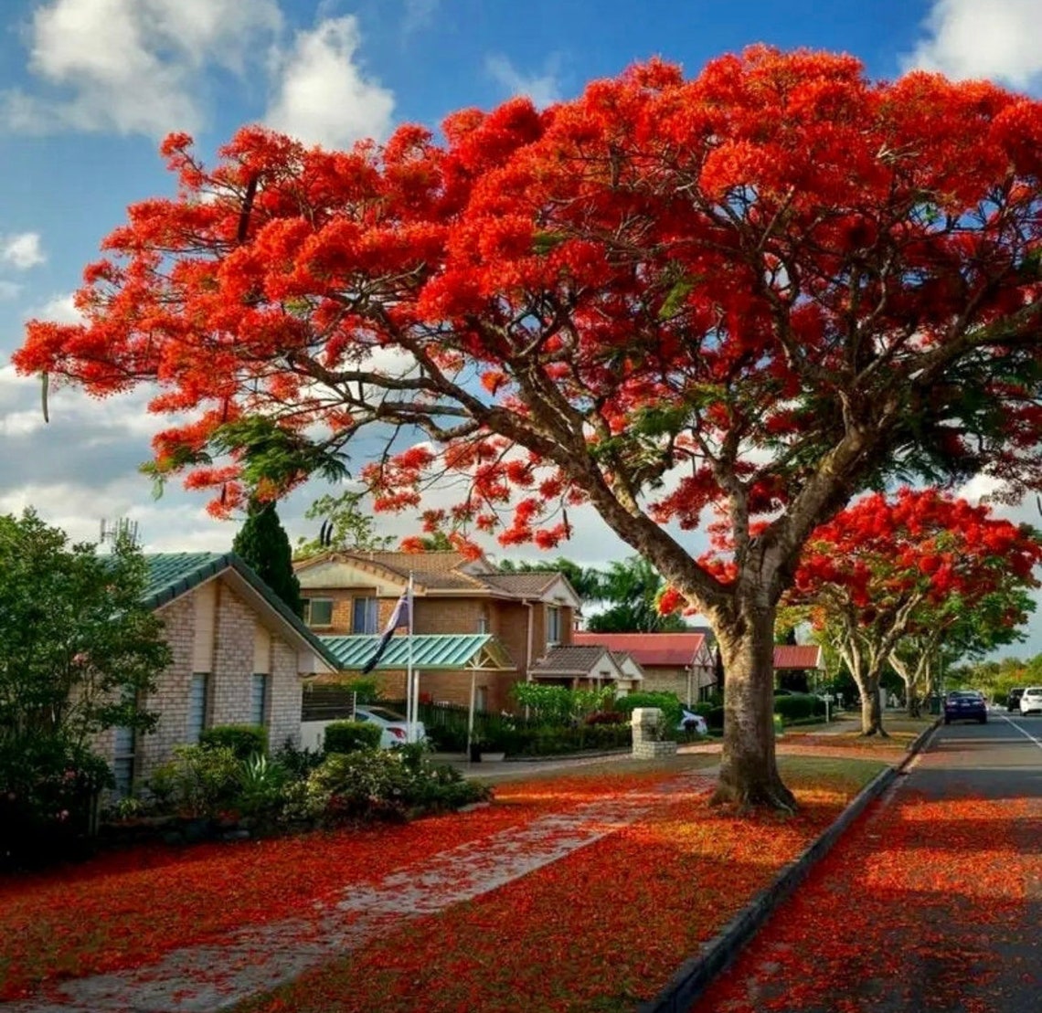 Jacaranda roja extravagante jacaranda mimosifolia árbol imagen 1