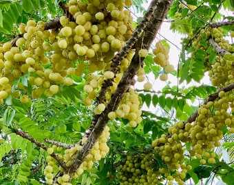 Big Currant/ Grosella /otaheite Gooseberry phyllanthus - Etsy Big Currant/ Grosella /otaheite Gooseberry phyllanthus - Etsy