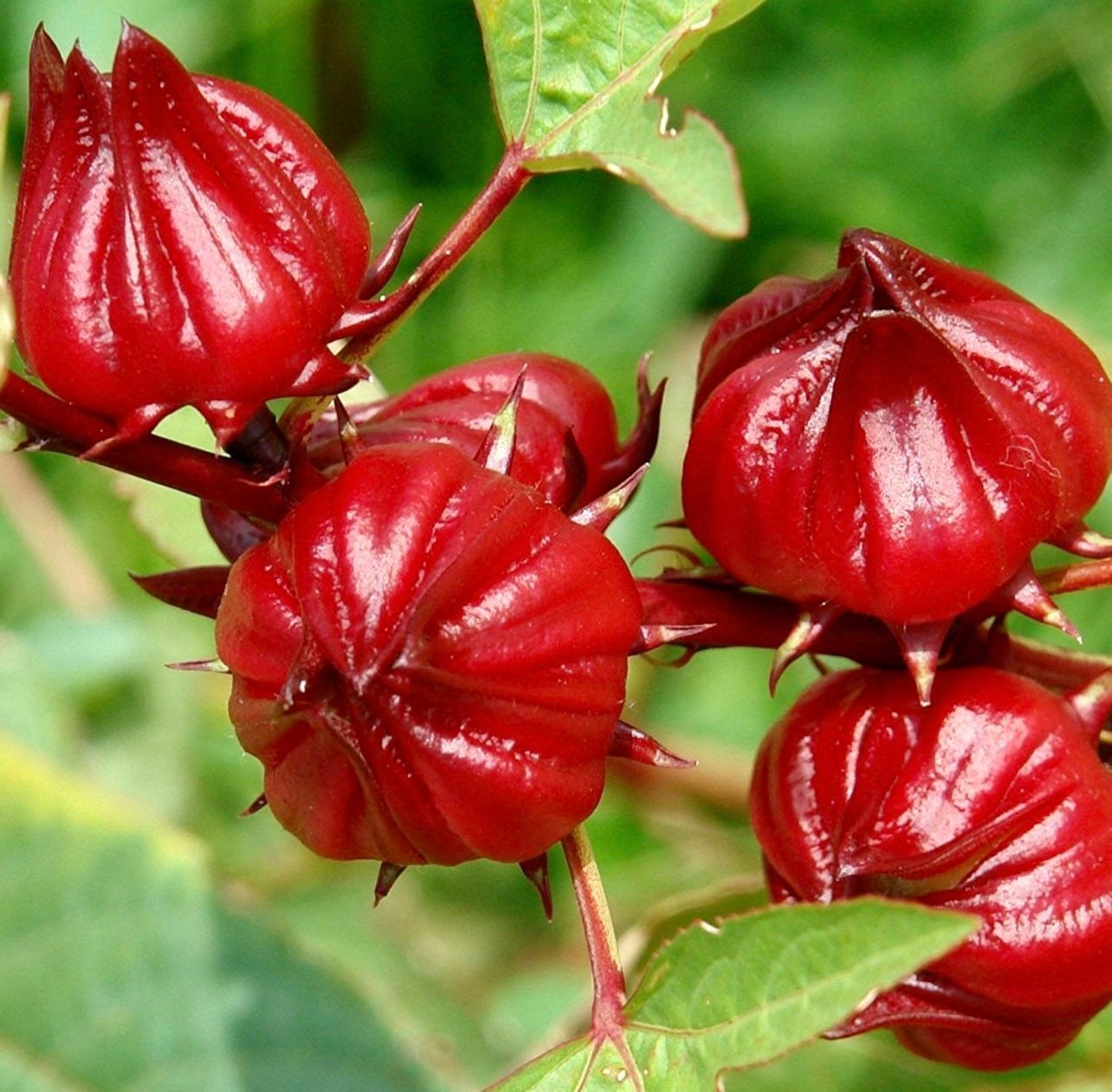 Hibiscus De Jamaica - Etsy Ireland Hibiscus De Jamaica - Etsy Ireland
