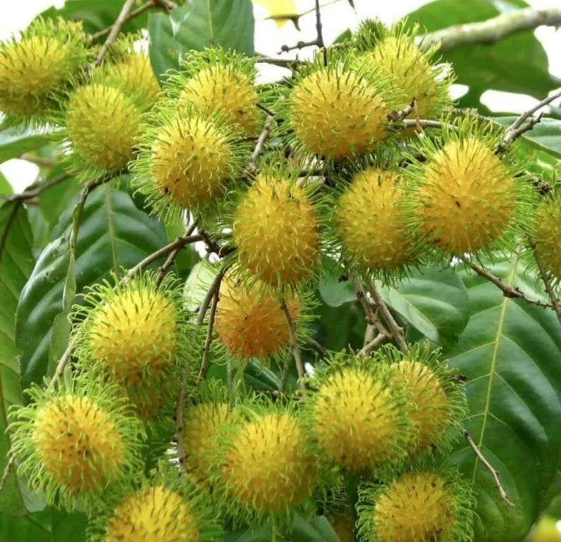 Yellow Rambutan Live Fruit Tree 1020 - Etsy