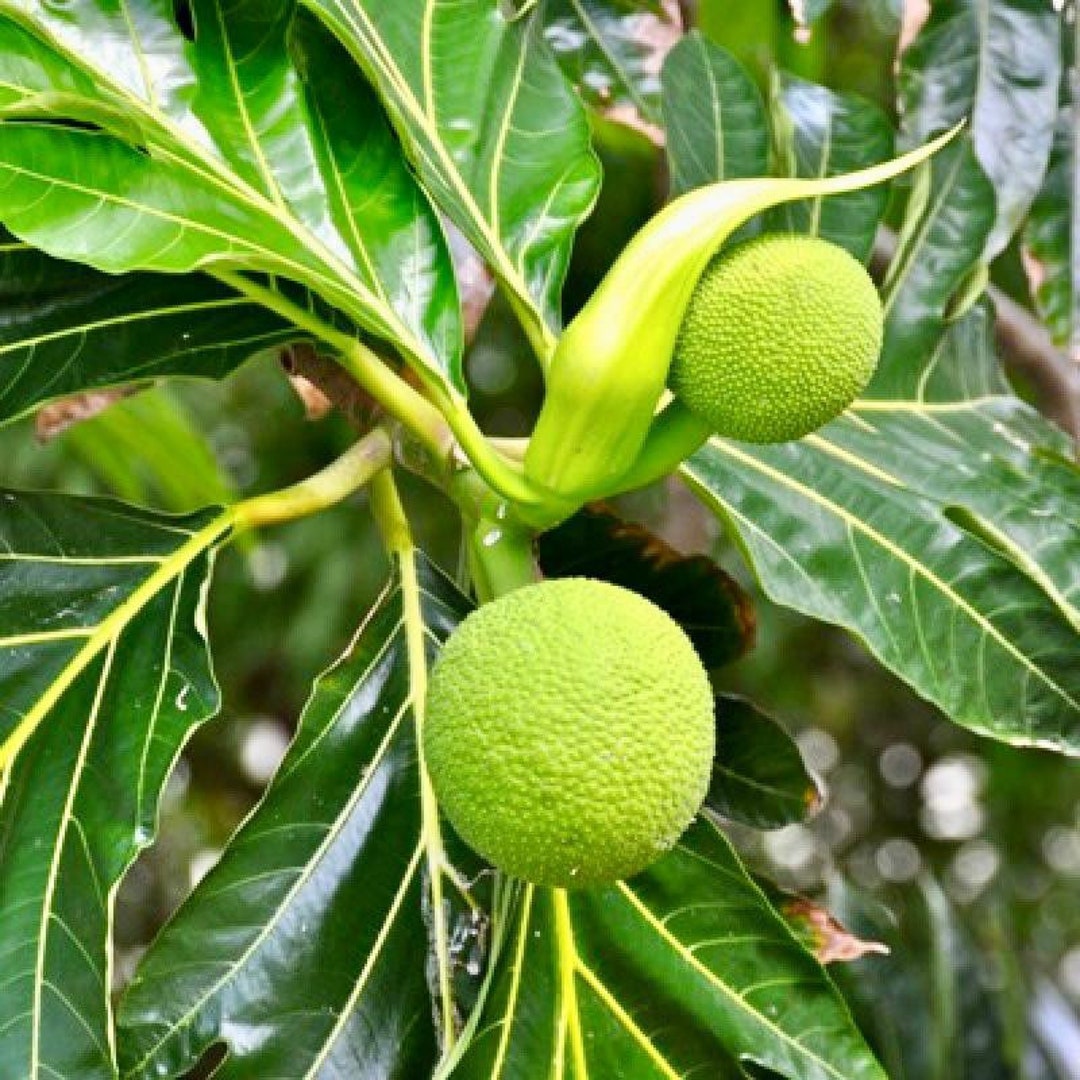 Big Breadfruit artocarpus Altilis Fruit Tree 36-48 Inches - Etsy