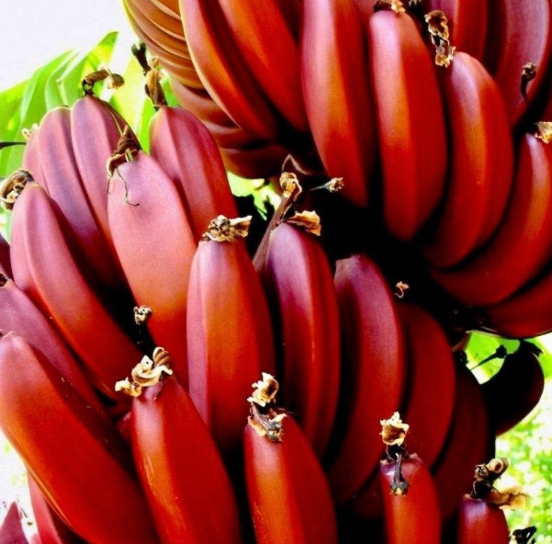 Red Banana musa Acuminata red Dacca Live Fruit Tree 6 Etsy