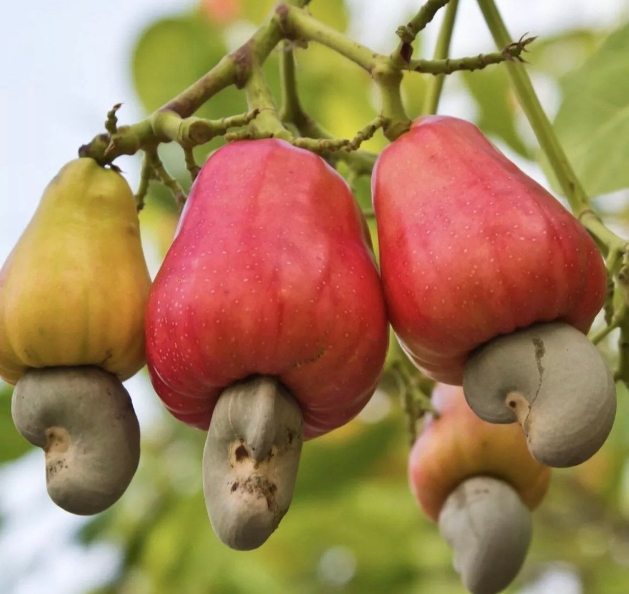 Cashew Apple Fruit
