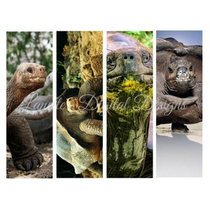 Tortue, tortue, enveloppes de stylo, téléchargement immédiat, PNG, fichier numérique