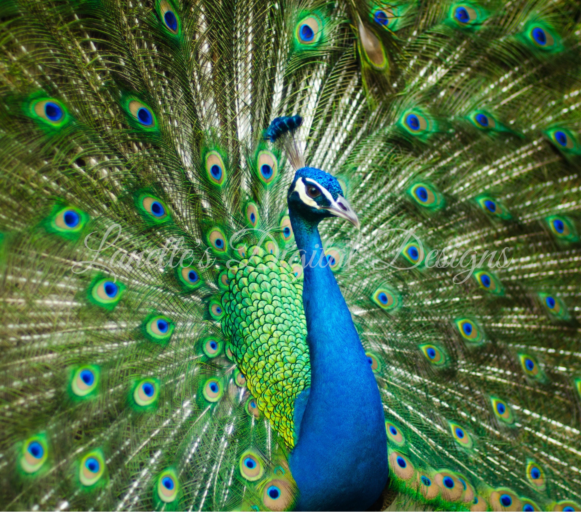 Peacock, Beautiful, 20oz Skinny Tumbler Wrap, Digital File, PNG