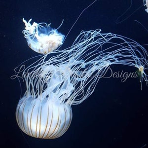 Beautiful Jelly fish 20oz Skinny Tumbler Wrap, Instant Download, Digital File, PNG