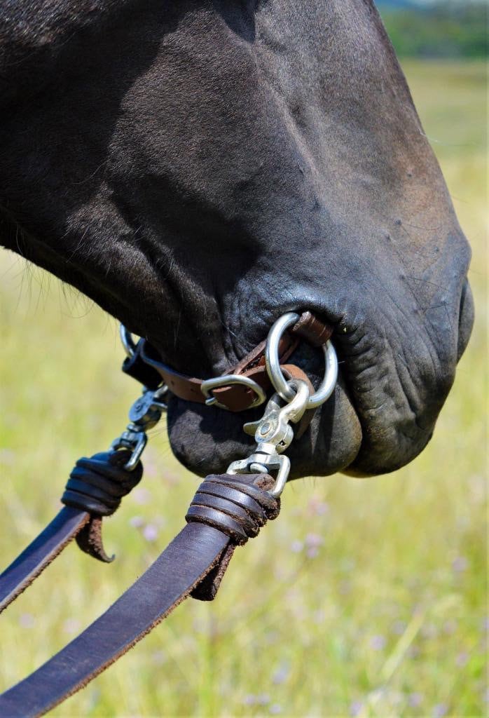 Bridleless Bit. Leather Horse Bit. Etsy