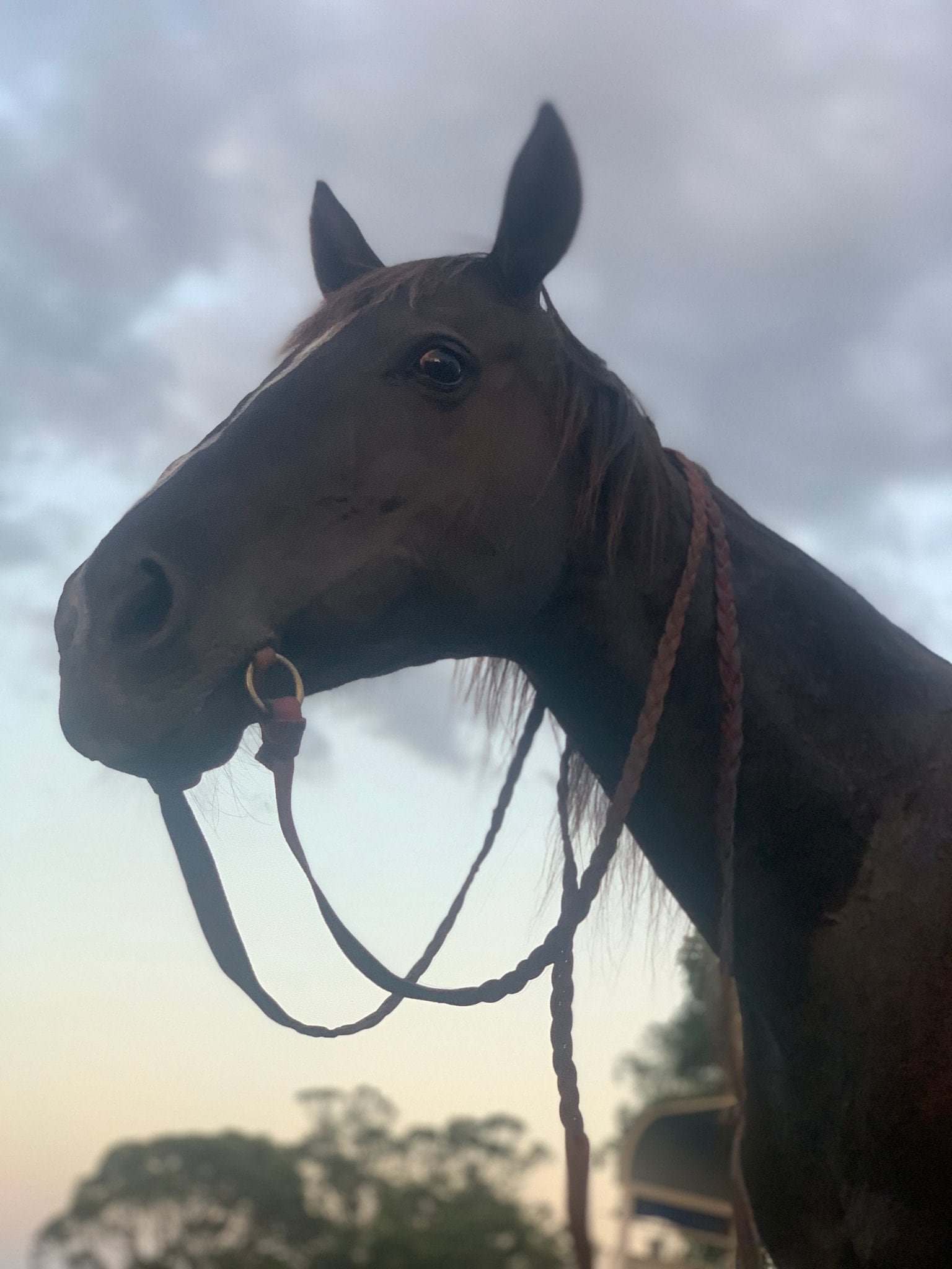 Bridleless Bit. Leather Horse Bit. Etsy