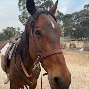 Bitless Horse Bridle Bit Less Leather Handmade